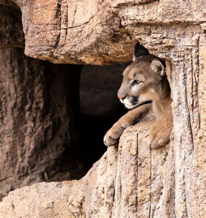 The Secrets Of Mountain Lion Hunting