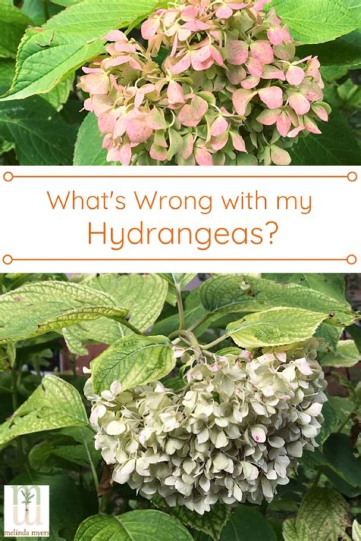 What is wrong with my hydrangea leaves?